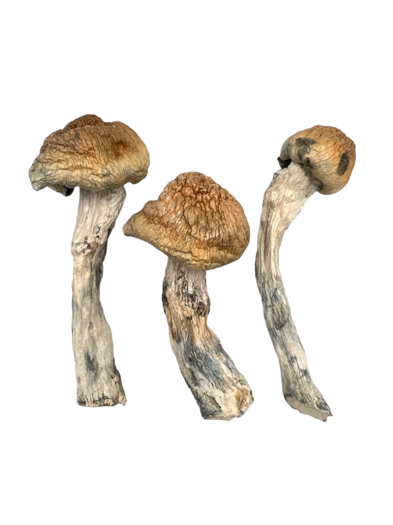 Golden Teacher Magic Mushrooms