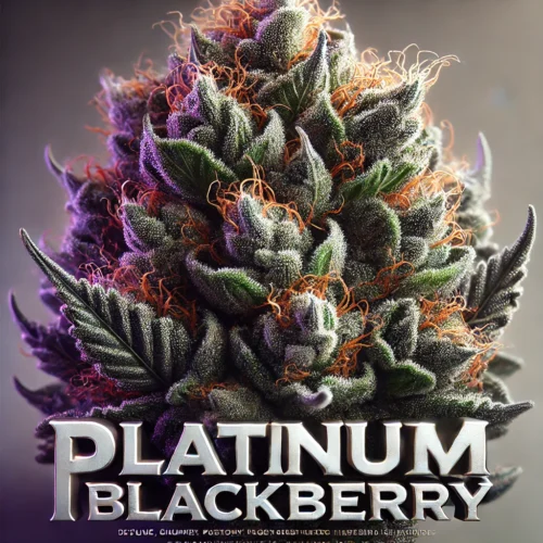 6 Pack | Shorty Size | Platinum Blackberry